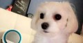 可愛いマルチーズ(*^o^*)