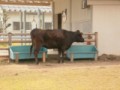 黒毛和牛・・