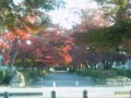 近くの紅葉スポット