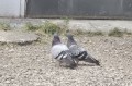 どこの出身ですか