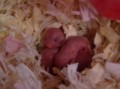 ハムスターの子どもが生まれた。