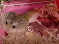 ハムスターの子ども。２