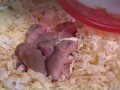 ハムスターの子ども。３
