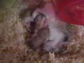 ハムスターの子ども。４