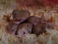 ハムスターの子どもたち。５