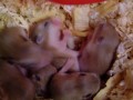 ハムスターの子ども。６