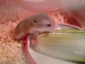 ハムスターの子ども。７
