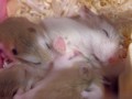 ハムスターの子ども。８