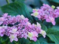 紫陽花