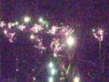 冬の夜の桜