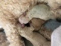 深夜 プードルの赤ちゃんが生まれました。