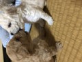 産まれたてミニプードル