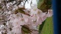 やっと、桜が満開。