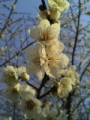 梅の花、花の夢。