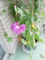 【お題日記】ひとりH、イクまでどれくらいかかる？