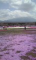 富士芝桜公園