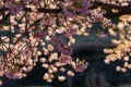 河津桜