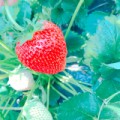 いちご狩り