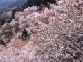 ☆明日吉野の桜行く人～☆