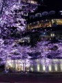 ミッドタウンの桜、ライティング^_−☆