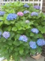 近所のあじさい