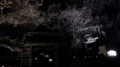 高遠の夜桜
