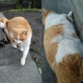 通勤途中のお馴染み茶トラ白さん(飼い猫)