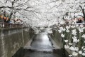 桜に魅せられて
