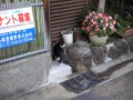 本日も猫