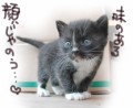 たびねこ.....