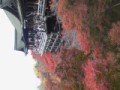 京都に紅葉狩り