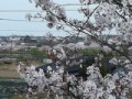 桜、桜、桜！！