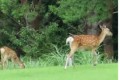 鹿とゴルフとオッパイ