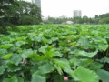 不忍池で蓮が咲き始め・・・
