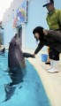 イルカと握手(^ー^* )