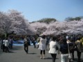 上野山の桜・・・