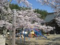 お寺の桜・・・1週間前