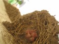 ツバメが孵化しました！