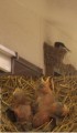 ツバメの雛成長してるよ～！