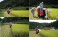 今日はコンバインで大きな田んぼの稲刈り！