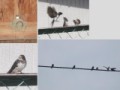 ツバメが巣立ったよ～♪