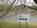 御衣黄が満開です(^o^)