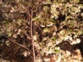 桜(夜バージョン)