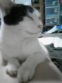ねこ写