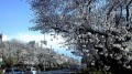 国立駅前の桜 その2
