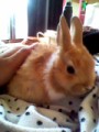 ミニウサギかわゆすー！！！！