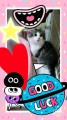 【お題日記】あなたは猫好きですか？