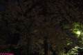 夜桜撮影失敗の巻～！