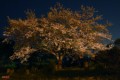 先日撮った1本桜（夜景）
