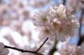 昼桜２